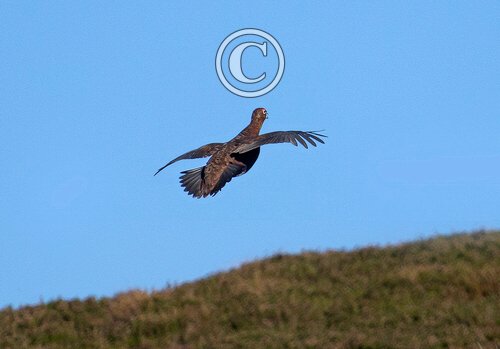 Red Grouse Display Fligh DM1618